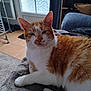 animal, blanket, cat, cozy, cute, domestic_cat, door, floor, fur, furniture, home, indoor, mammal, orange_cat, pet, relaxed, resting, tile_floor, white_cat, window
