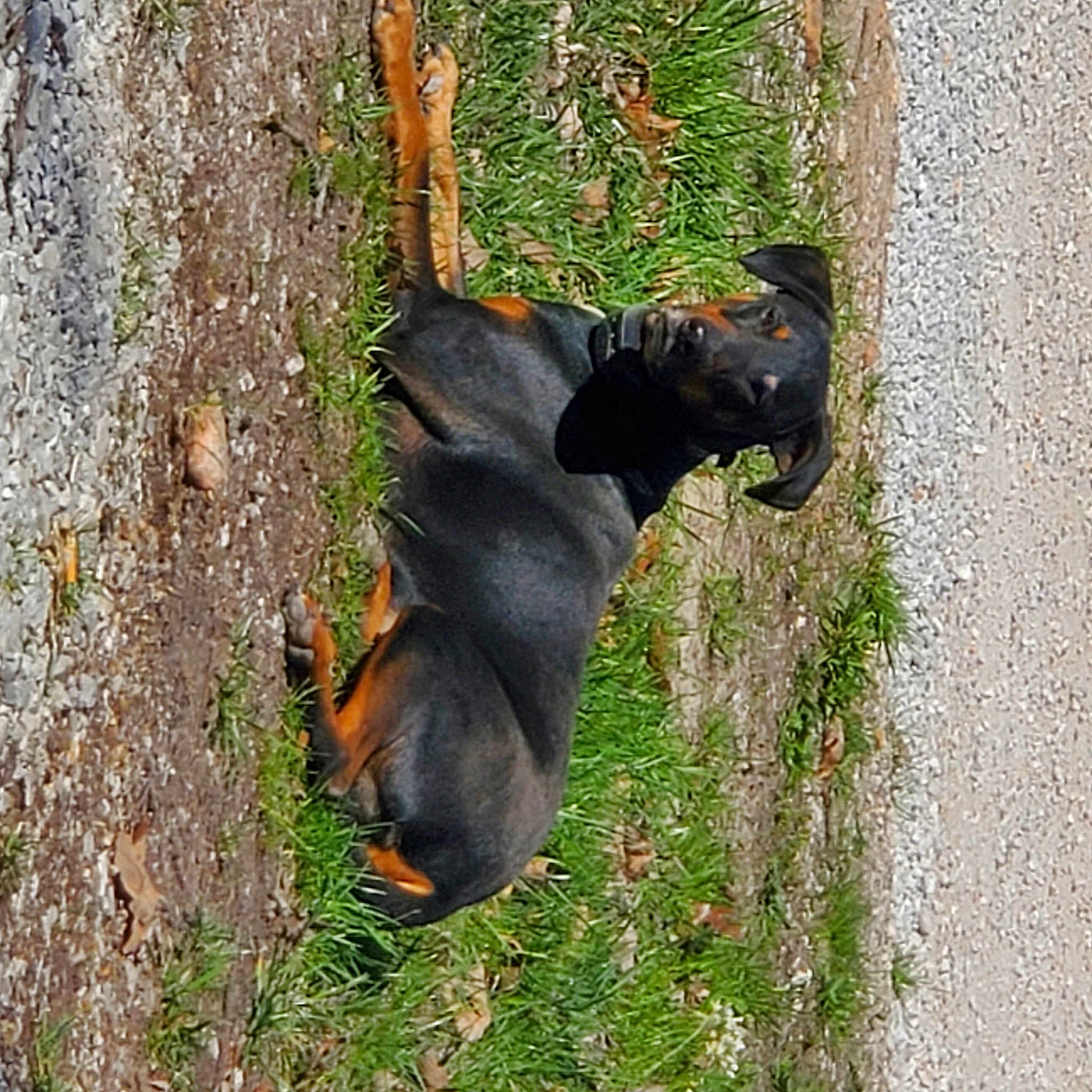 Z Dog