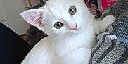Olive Mae is registered to the contest to win money with this photo: white_kitten, cat, pet, indoor, curious_eyes, fluffy, cute, person, holding, home, cozy, box, furniture, animal, domestic, young_cat, cute_pet, closeup, looking, adorable