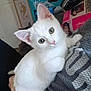 white_kitten, cat, pet, indoor, curious_eyes, fluffy, cute, person, holding, home, cozy, box, furniture, animal, domestic, young_cat, cute_pet, closeup, looking, adorable