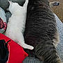 Olive Mae is registered to the contest to win money with this photo: cat, white_cat, gray_cat, pets, snuggling, couch, cozy, paw, affection, feline, indoor, home, carpet, cardboard_box, gift_bag, relaxing, sleeping, fur, animal, companionship