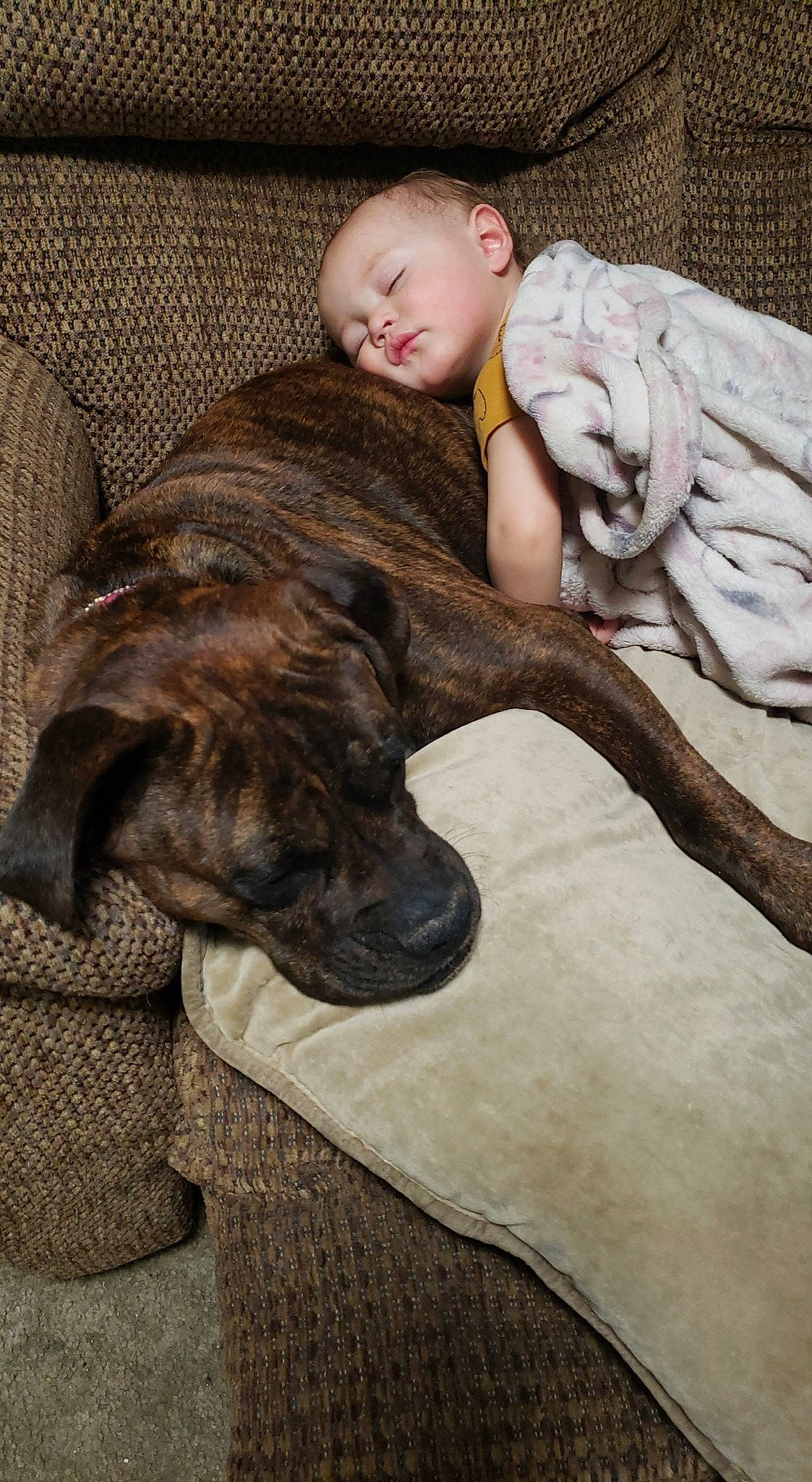 Kiki is registered to the contest to win money with this photo: baby, baby_toddler_clothing, canidae, carnivore, comfort, companion_dog, dog, dog_breed, fawn, foot, fur, human, liver, mammal, mat, skin, snout, sporting_group, working_animal, working_dog