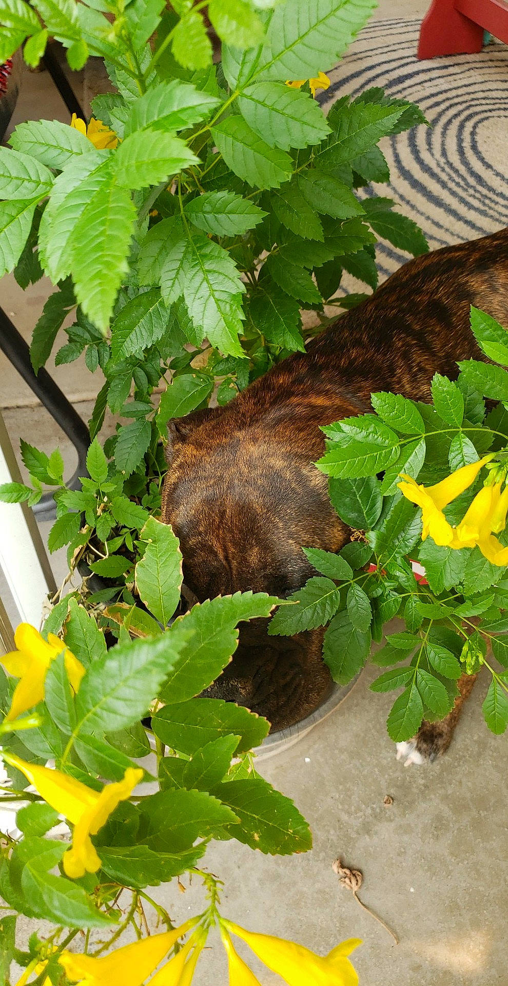 Kiki is registered to the contest to win money with this photo: annual_plant, evening_primrose_family, herbaceous_plant, leaf, liver, pedicel, tail