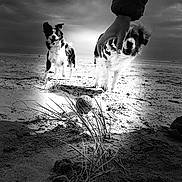 Moon a rejoint le concours — aidez-le/la à gagner de superbes lots ! dog, beach, sand, ball, grass, hand, cloudy_sky, black_and_white, outdoor, playing, pet, animal, nature, daytime, fur, paw, landscape, canine, motion, interaction