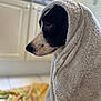 animal, bathroom, black_and_white, calm, canine, cute, dog, domestic, fur, indoors, looking_away, pet, portrait, resting, side_view, soft_texture, tile_floor, towel, wet_dog, wrapped