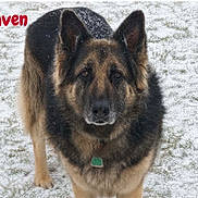 Raven is registered to the contest to win money with this photo: dog, german_shepherd, pet, animal, standing, snow, outdoor, winter, fur, black_and_tan, collar, tag, portrait, front_view, alert, ears, face, photograph, social_media_screenshot, white_background