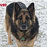 dog, german_shepherd, pet, animal, standing, snow, outdoor, winter, fur, black_and_tan, collar, tag, portrait, front_view, alert, ears, face, photograph, social_media_screenshot, white_background