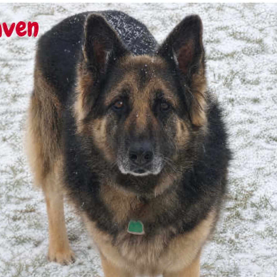 Raven is registered to the contest to win money with this photo: dog, german_shepherd, pet, animal, standing, snow, outdoor, winter, fur, black_and_tan, collar, tag, portrait, front_view, alert, ears, face, photograph, social_media_screenshot, white_background