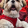 affenpinscher, animal, ball, canine, clothing, coat, dog, face, football, head, jacket, person, pet, poodle, puppy, soccer, soccerball, sport, terrier, whitedog