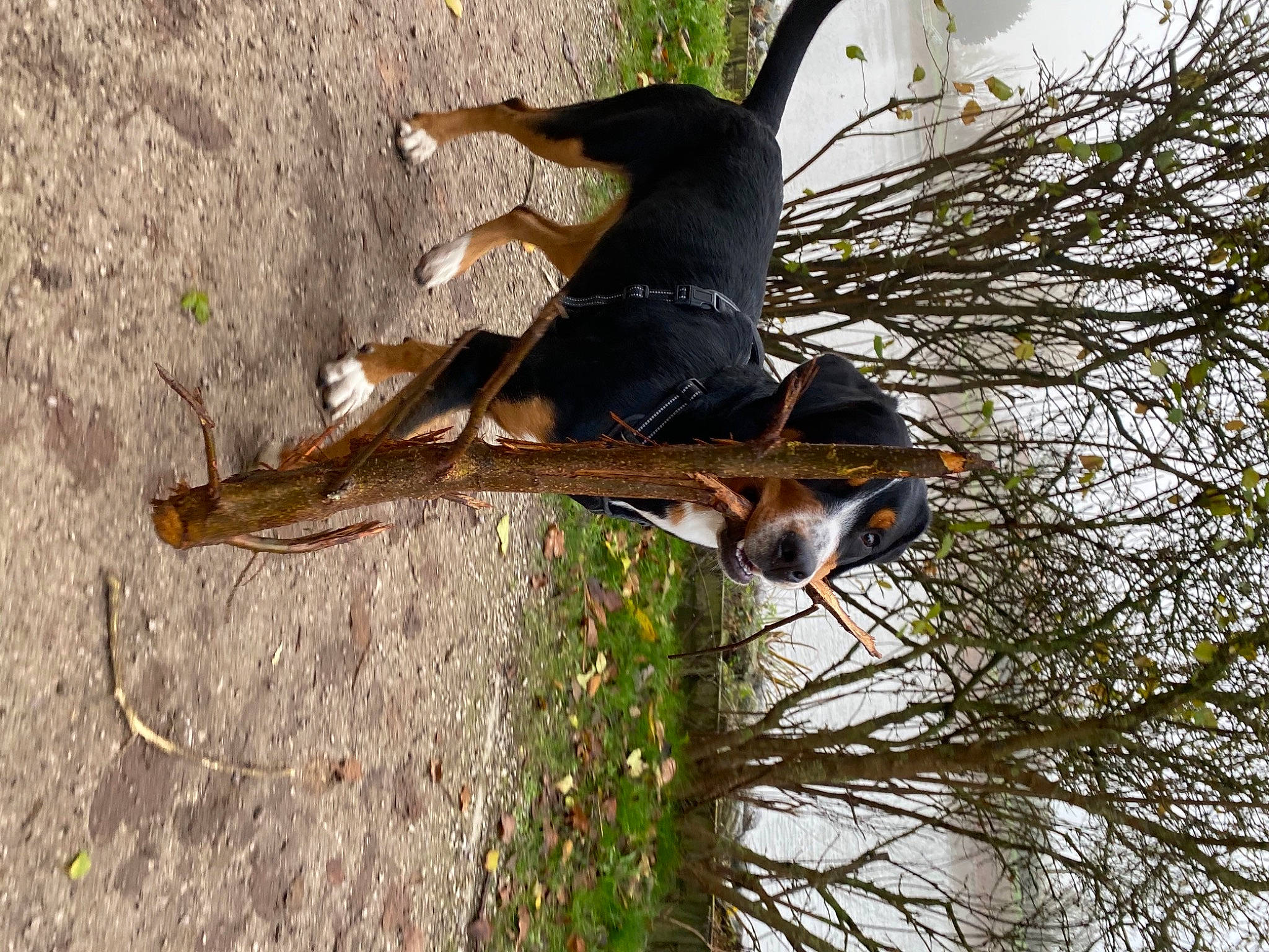Riva participe au concours pour gagner de l'argent avec cette photo : canidae, carnivore, collar, dog, dog_breed, grass, hunting_dog, plant, sporting_group, tail, terrestrial_animal, tree, trunk, twig, wildlife, wood