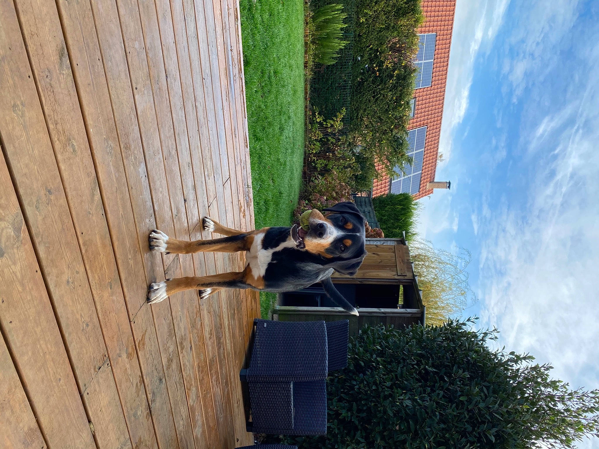 Riva participe au concours pour gagner de l'argent avec cette photo : building, canidae, carnivore, cloud, dog, door, facade, grass, hardwood, home_door, house, plant, siding, sky, sporting_group, tree, window, wood, wood_stain