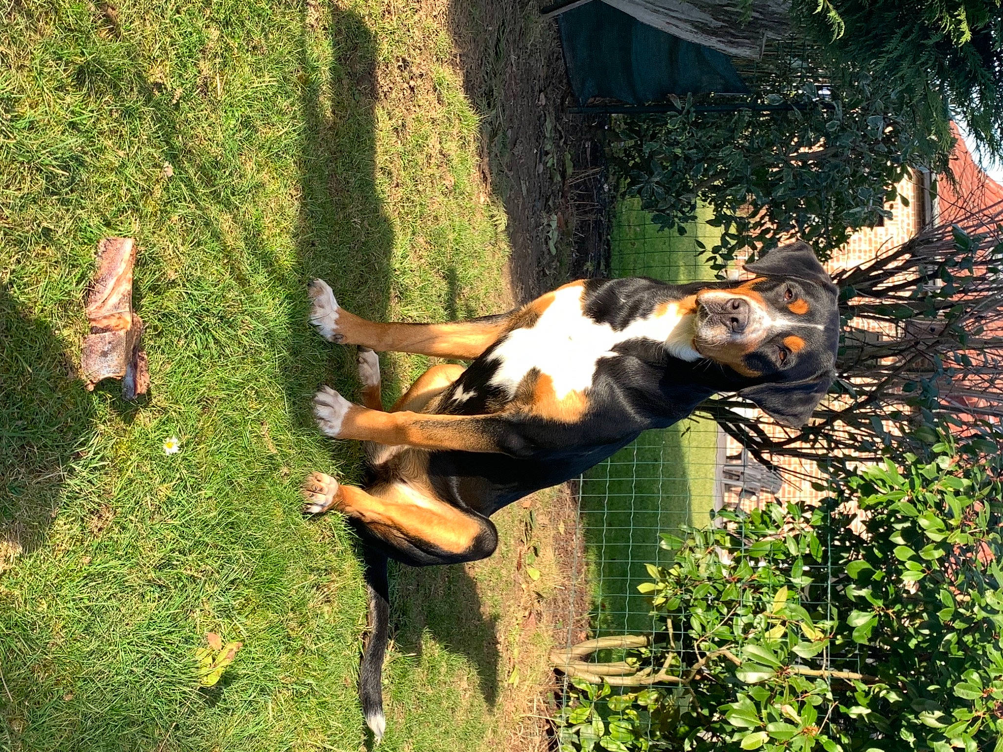 Riva a rejoint le concours — aidez-le/la à gagner de superbes lots ! canidae, carnivore, companion_dog, dog, dog_breed, fawn, grass, hunting_dog, people_in_nature, plant, shadow, snout, sporting_group, sunlight, tail, terrestrial_animal, tree, wildlife, wood, working_animal