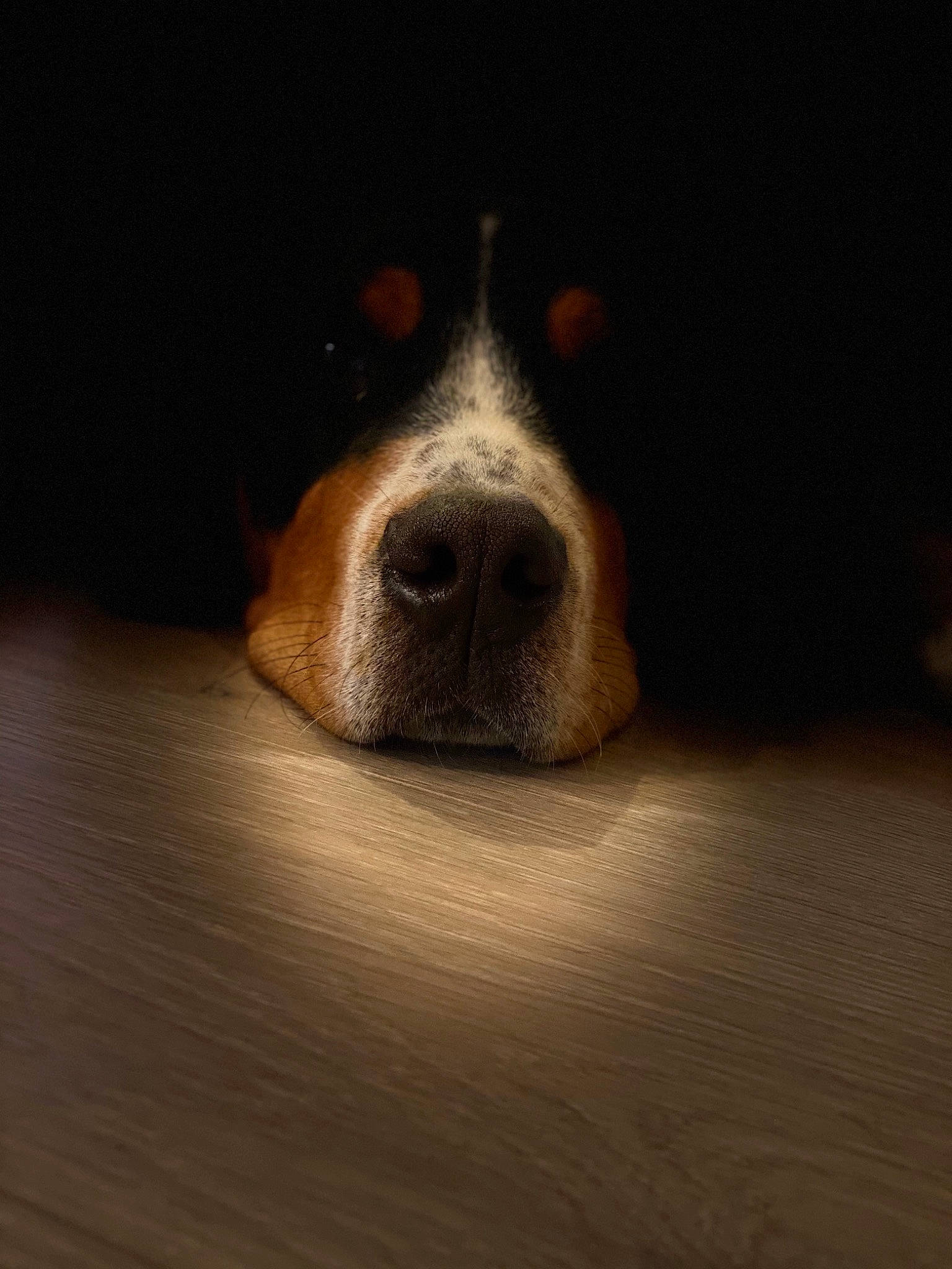 Riva a rejoint le concours — aidez-le/la à gagner de superbes lots ! ball, brown, canidae, carnivore, comfort, companion_dog, darkness, dog, dog_breed, flooring, fur, hardwood, liver, scent_hound, snout, sporting_group, tennis_ball, whiskers, wood, working_animal