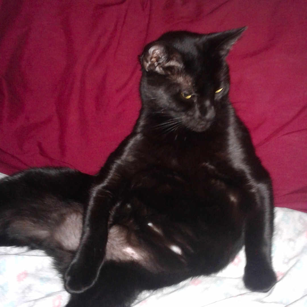 Shelly joined the competition — help win amazing prizes! animal, bed, black_cat, cat, companion, cute, domestic_animal, ears, feline, fur, indoor, maroon_pillow, paw, pet, pillow, posing, relaxed, resting, sleepy, whiskers