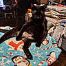 belly, black_cat, blanket, bottle, cat, clutter, cozy, feline, holiday_blanket, home, indoor, papers, paws, penguin_pattern, pet, portrait, reflection, sitting, table, winter_theme