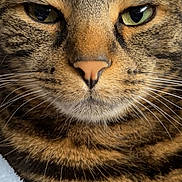 Arsouille a rejoint le concours — aidez-le/la à gagner de superbes lots ! cat, tabby_cat, feline, animal, close_up, portrait, face, eyes, whiskers, nose, fur, striped_fur, brown, black, green_eyes, indoor, blanket, smartphone_screenshot, lock_screen, photography