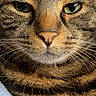 cat, tabby_cat, feline, animal, close_up, portrait, face, eyes, whiskers, nose, fur, striped_fur, brown, black, green_eyes, indoor, blanket, smartphone_screenshot, lock_screen, photography