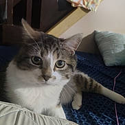 Thomas is registered to the contest to win money with this photo: cat, tabby, indoor, pet, animal, feline, blanket, cushion, quilt, relaxed, curious, whiskers, ears, fur, resting, comfortable, home, cozy, looking, closeup
