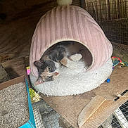 Crescent is registered to the contest to win money with this photo: animal, cage, calico, cardboard, cat, cozy, curious, cute, feline, indoor, kitten, litter_box, pet_cave, pink, relaxation, resting, small, soft, white, wire_mesh