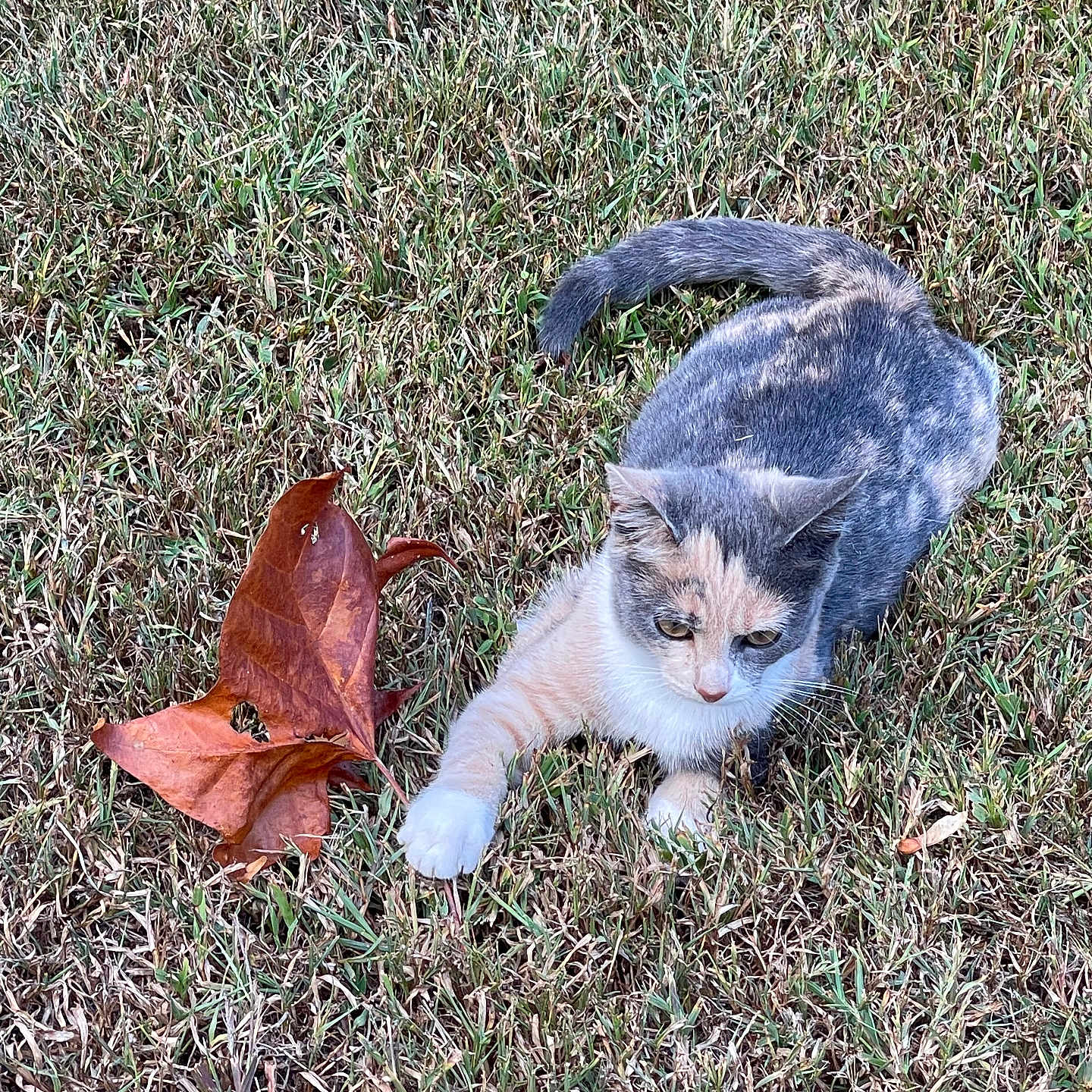 Crescent is registered to the contest to win money with this photo: animal, calico, cat, curious, cute, feline, fur, grass, kitten, leaf, nature, outdoor, pet, playful, relaxed, resting, small, tail, whiskers, young