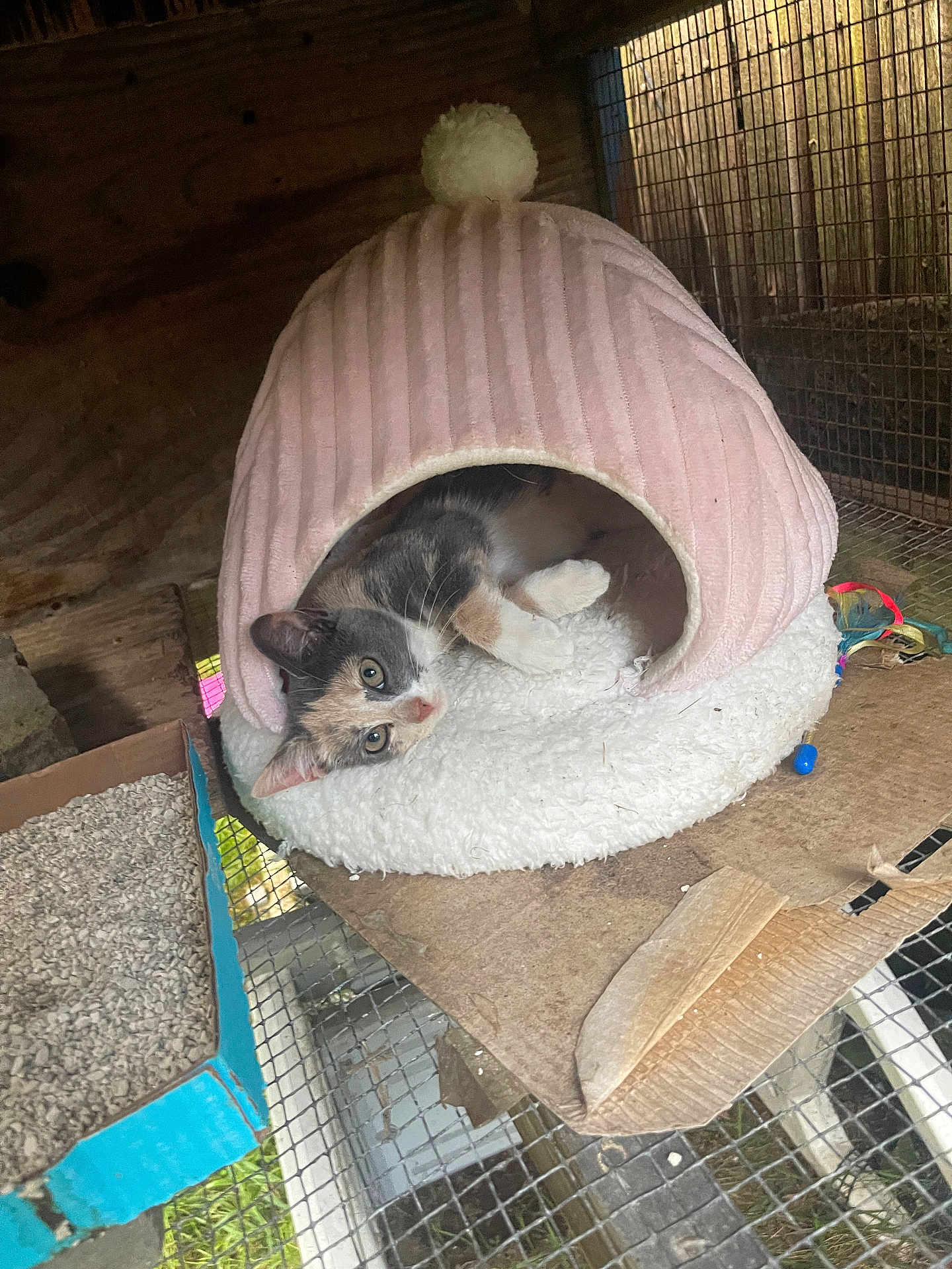 Crescent is registered to the contest to win money with this photo: animal, cage, calico, cardboard, cat, cozy, curious, cute, feline, indoor, kitten, litter_box, pet_cave, pink, relaxation, resting, small, soft, white, wire_mesh