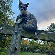 Crescent is registered to the contest to win money with this photo: animal, bolt, cat, cloudy, curious, daytime, feline, grass, greenery, metal, nature, outdoor, pet, sitting, sky, tree, wildlife, wire, wood, wooden_post
