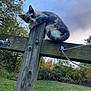 Crescent is registered to the contest to win money with this photo: animal, cat, curious, daylight, feline, grass, greenery, nature, outdoor, peaceful, perched, pet, post, quiet, rustic, sky, tree, wildlife, wood, wooden