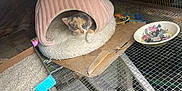Crescent joined the competition — help win amazing prizes! animal, bowl, cage, calico_cat, cardboard, cat, cat_bed, cat_toys, colorful, cozy, curious, enclosure, feline, indoor, paw, pet, pet_cave, resting, soft_lighting, wire_mesh