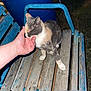 animal, barrel, bench, blue, calico_cat, cat, closeup, comfort, feline, gentle, grass, hand, human_hand, night, outdoor, pet, rustic, scratching, texture, wood