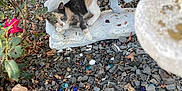 Crescent is registered to the contest to win money with this photo: animal, calico_cat, cat, closeup, colorful_pebbles, curious, daylight, garden, gravel, ground, horse_statue, leaves, nature, outdoor, plant, rocks, shrubbery, statue, white_statue, wildlife