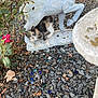 animal, calico_cat, cat, closeup, colorful_pebbles, curious, daylight, garden, gravel, ground, horse_statue, leaves, nature, outdoor, plant, rocks, shrubbery, statue, white_statue, wildlife