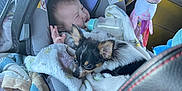 Roadrunner is registered to the contest to win money with this photo: animal, baby, blanket, bottle, car_interior, car_seat, child, comfort, cute, dog, infant, nap, pet, puppy, resting, seat, soft_toy, toy, travel, unicorn_toy