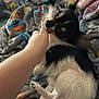 animal, blanket, candid, closeup, colorful, comfort, cozy, dog, fur, hand, indoor, interaction, nibbling, pattern, paw, pet, playing, resting, small_dog, soft