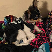 Roadrunner joined the competition — help win amazing prizes! animal, black_and_white, casual, clothing, colorful, curious, dog, domestic_animal, ears, fabric, fur, indoor, pet, pile, resting, side_view, small_dog, soft, textile, young_dog