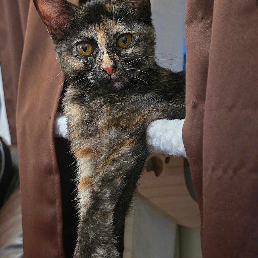 Terra Izer Roe is registered to the contest to win money with this photo: animal, cat, curtains, draped, ears, eyes, face, feline, fur, hanging, home, indoor, kitten, paws, pet, portrait, staring, tortoiseshell, vertical_photo, whiskers