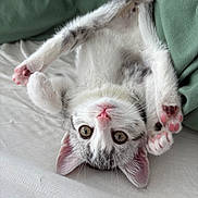 Chouffe participe au concours pour gagner de l'argent avec cette photo : kitten, cat, upside_down, bed, white_sheet, green_blanket, pink_nose, curious_eyes, paws, soft_fur, indoor, cute, playful, pet, animal, resting, cozy, closeup, young_cat, feline