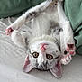 kitten, cat, upside_down, bed, white_sheet, green_blanket, pink_nose, curious_eyes, paws, soft_fur, indoor, cute, playful, pet, animal, resting, cozy, closeup, young_cat, feline