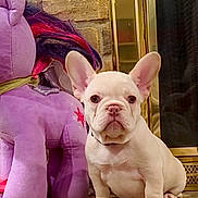 Sonya joined the competition — help win amazing prizes! puppy, dog, french_bulldog, stuffed_toy, plush, purple, indoor, floor, stone_wall, fireplace, brass, pet, cute, animal, sitting, toy, ears, young, companion, home