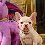 puppy, dog, french_bulldog, stuffed_toy, plush, purple, indoor, floor, stone_wall, fireplace, brass, pet, cute, animal, sitting, toy, ears, young, companion, home