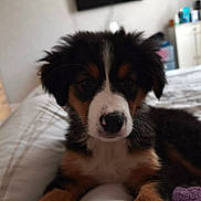 Ava a rejoint le concours — aidez-le/la à gagner de superbes lots ! animal, bed, black, blanket, brown, canine, cute, dog, face, fur, furniture, indoor, pet, puppy, relaxing, resting, room, television, white, young