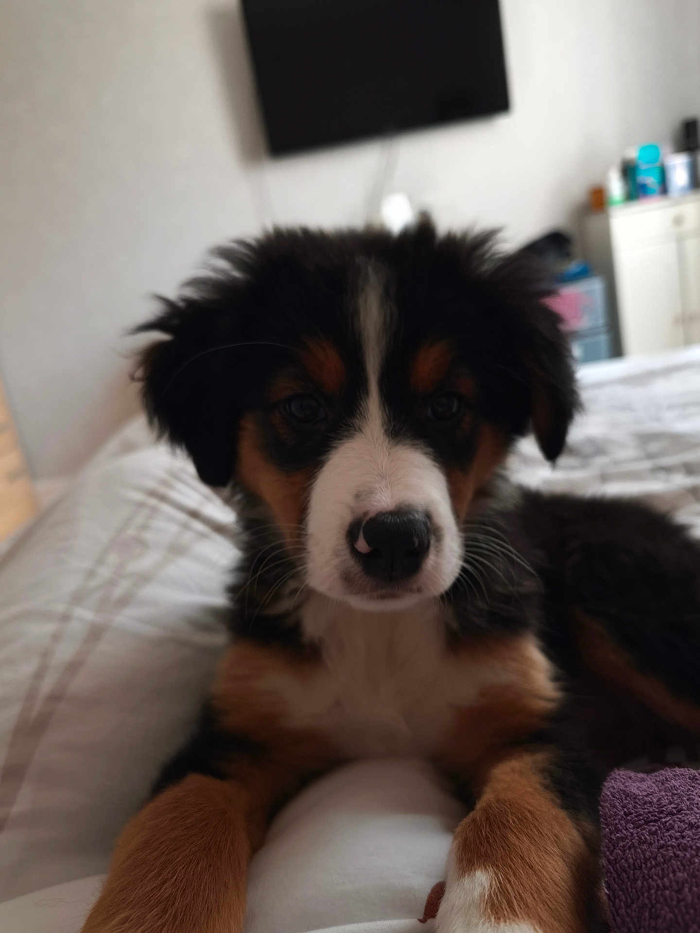 Ava