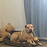 dog, pet, animal, tan_dog, wrinkled_face, sitting, lying_down, dog_bed, stuffed_animal, teddy_bear, plush_toy, indoors, curtain, window, wood_floor, home, cozy, portrait, companion, playful
