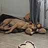 dog, sleeping, pet, animal, indoor, cozy, cushion, stuffed_animal, teddy_bear, plush_toy, monkey_toy, curtains, window, sunlight, wooden_floor, wooden_box, heart_shaped, home, resting, nap