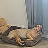 Zetsu participe au concours pour gagner de l'argent avec cette photo : dog, sleeping, pet, wrinkles, indoors, dog_bed, teddy_bear, curtains, floor, home, resting, relaxed, tan_dog, short_hair, snout, paws, cozy, nap, furniture, portrait