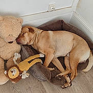 Zetsu participe au concours pour gagner de l'argent avec cette photo : dog, sleeping, teddy_bear, stuffed_animal, pet_bed, cozy, nap, indoors, home, wooden_floor, wall, corner, electrical_outlet, rope_toy, stuffed_lion, brown_blanket, tan_dog, resting, cuddling, relaxed