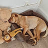 dog, sleeping, teddy_bear, stuffed_animal, pet_bed, cozy, nap, indoors, home, wooden_floor, wall, corner, electrical_outlet, rope_toy, stuffed_lion, brown_blanket, tan_dog, resting, cuddling, relaxed
