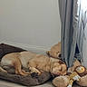 dog, sleeping, pet, animal, puppy, bed, dog_bed, teddy_bear, stuffed_animal, plush_toy, curtain, window, indoor, bedroom, cozy, resting, lying_down, brown, beige, floor