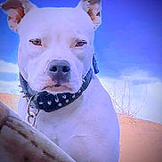 Freya is registered to the contest to win money with this photo: dog, white_dog, spiked_collar, outdoor, sky, blue_sky, animal, pet, canine, closeup, portrait, alert, ears, fur, snout, nature, sunny, daylight, watchful, collar