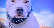 Freya is registered to the contest to win money with this photo: alert, animal, blue_sky, canine, closeup, collar, daylight, dog, ears, fur, nature, outdoor, pet, portrait, sky, snout, spiked_collar, sunny, watchful, white_dog