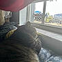 cat, tabby_cat, indoor, window, blanket, paw_print, furniture, sunlight, pet, relaxing, domestic, cozy, animal, mammal, side_view, resting, daylight, comfort, looking_outside, house